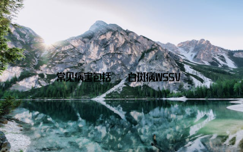 常见病害包括 – 白斑病WSSV – 空肠空胃病EMS – 弧菌感染 有效防控措施 – 定期检测水质, 避免有害菌滋生