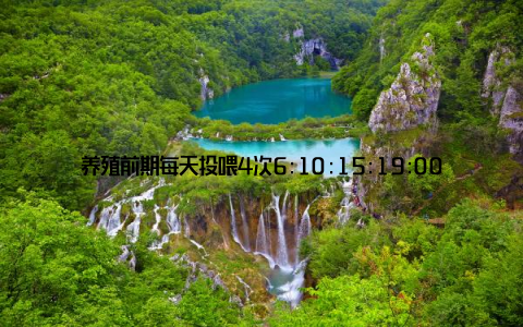 养殖前期每天投喂4次6:10:15:19:00, 中期3次7:12:18:00, 后期2次8:17:00