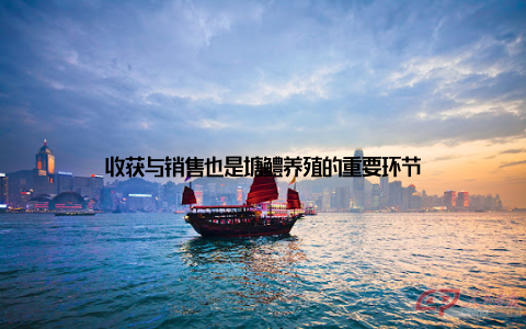 收获与销售也是塘鳢养殖的重要环节