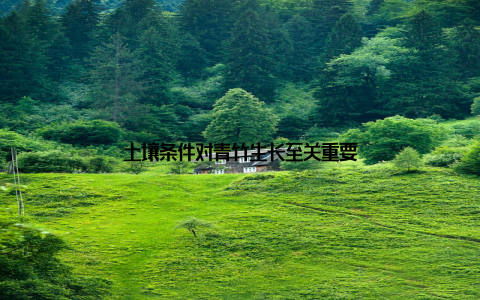 土壤条件对青竹生长至关重要