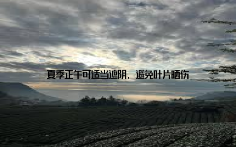 夏季正午可适当遮阴, 避免叶片晒伤