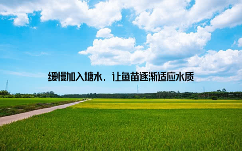缓慢加入塘水, 让鱼苗逐渐适应水质