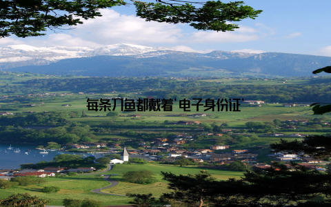 每条刀鱼都戴着'电子身份证'