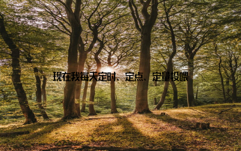 现在我每天定时、定点、定量投喂