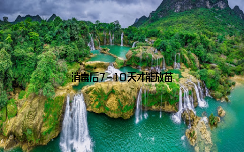 消毒后7-10天才能放苗