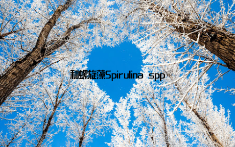 和螺旋藻Spirulina spp
