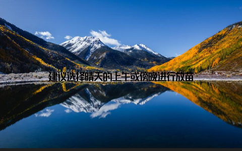 建议选择晴天的上午或傍晚进行放苗