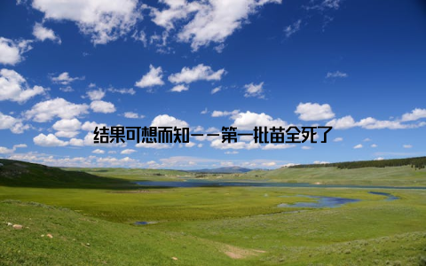 结果可想而知——第一批苗全死了