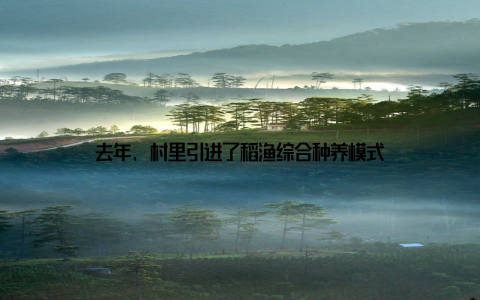 去年, 村里引进了稻渔综合种养模式