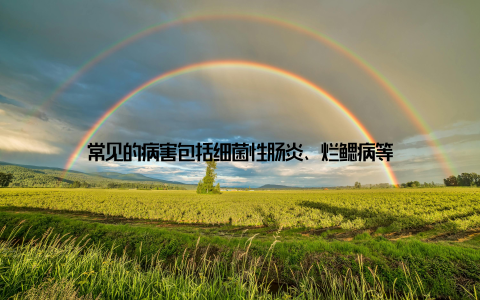 常见的病害包括细菌性肠炎、烂鳃病等