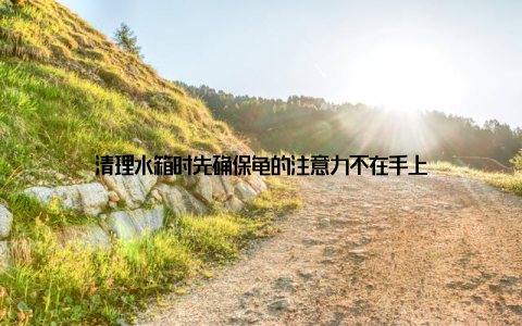 清理水箱时先确保龟的注意力不在手上