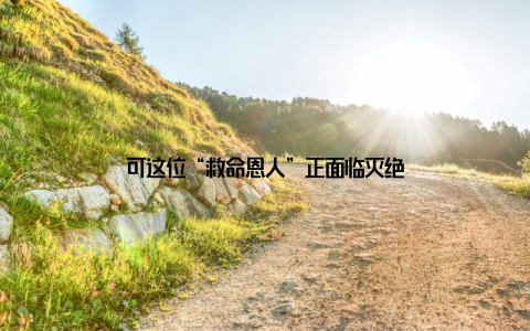 可这位“救命恩人”正面临灭绝