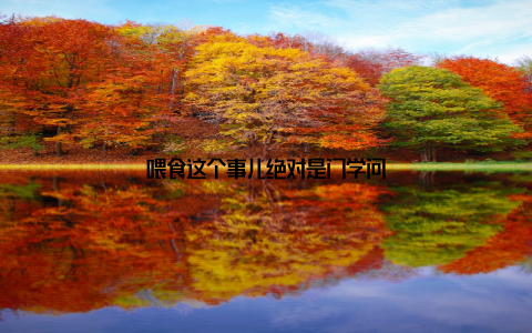 喂食这个事儿绝对是门学问