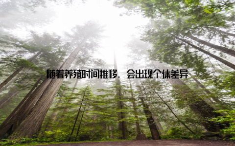 随着养殖时间推移, 会出现个体差异