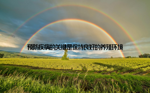 预防疾病的关键是保持良好的养殖环境