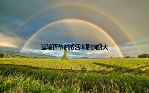 运输环节对成活率影响极大