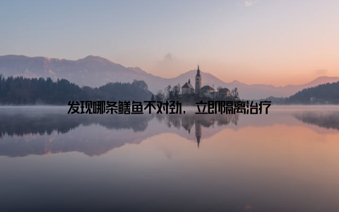 发现哪条鳝鱼不对劲, 立即隔离治疗