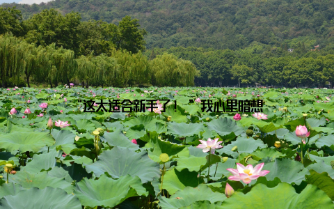 “这太适合新手了! ”我心里暗想