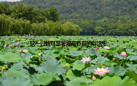 这一过程可显著提高虾苗的存活率