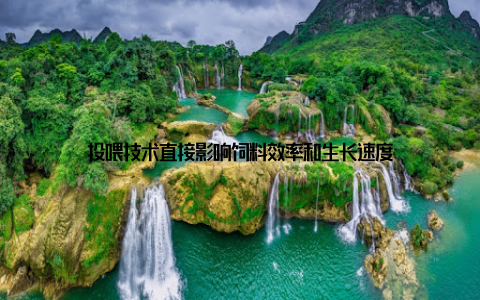 投喂技术直接影响饲料效率和生长速度