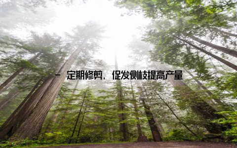 - 定期修剪, 促发侧枝提高产量